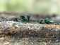 Rézrozsdaszínű csészegomba (Chlorociboria aeruginascens), Zemplén